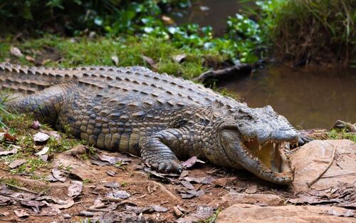 Ilustrasi buaya. (Foto: int)